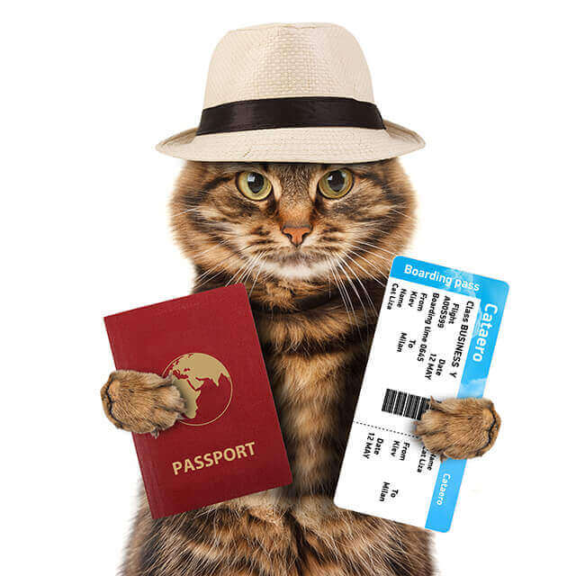 Купить ветеринарный паспорт для животного без посещения клиники